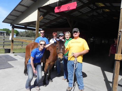 Volunteers with a Horse